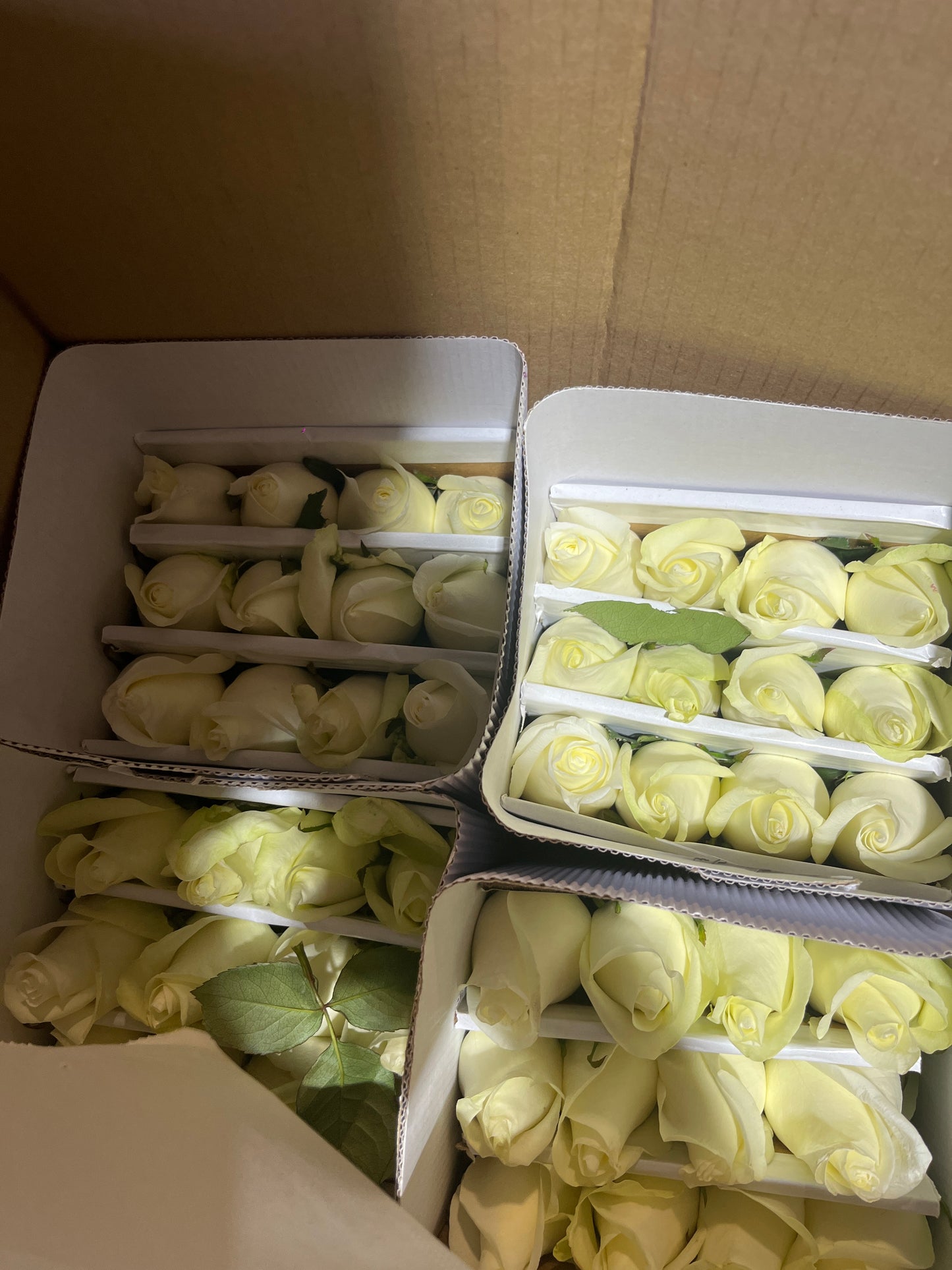 Rosas / Paquete 24 Tallos / Variedad de colores.