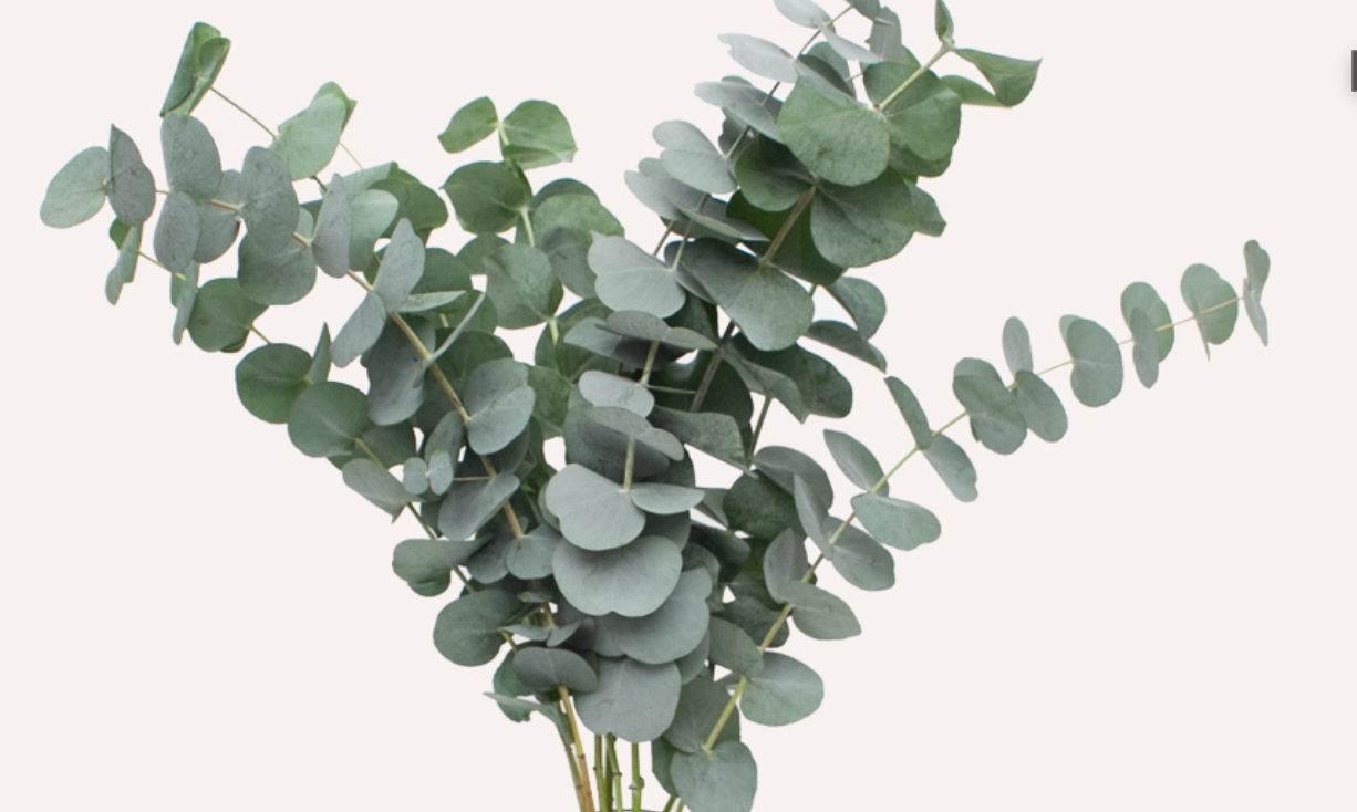 Cinerea / Bunch 12-15 Tallos.