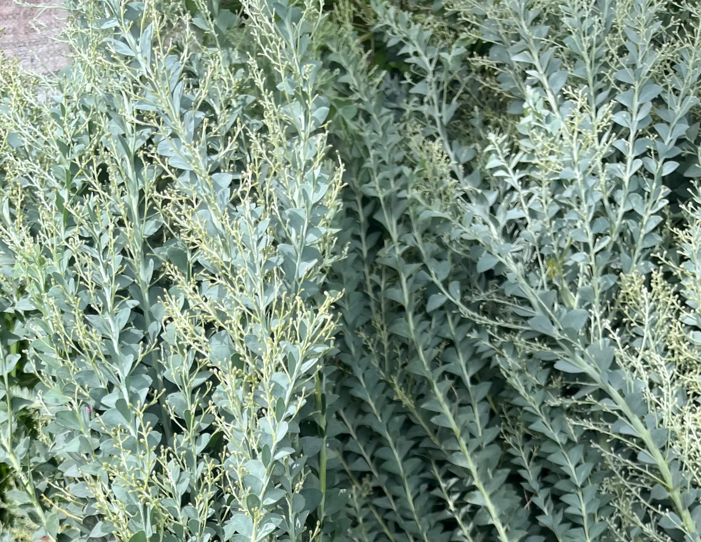 Acacia picuda/ Bunch 12-15 Tallos.