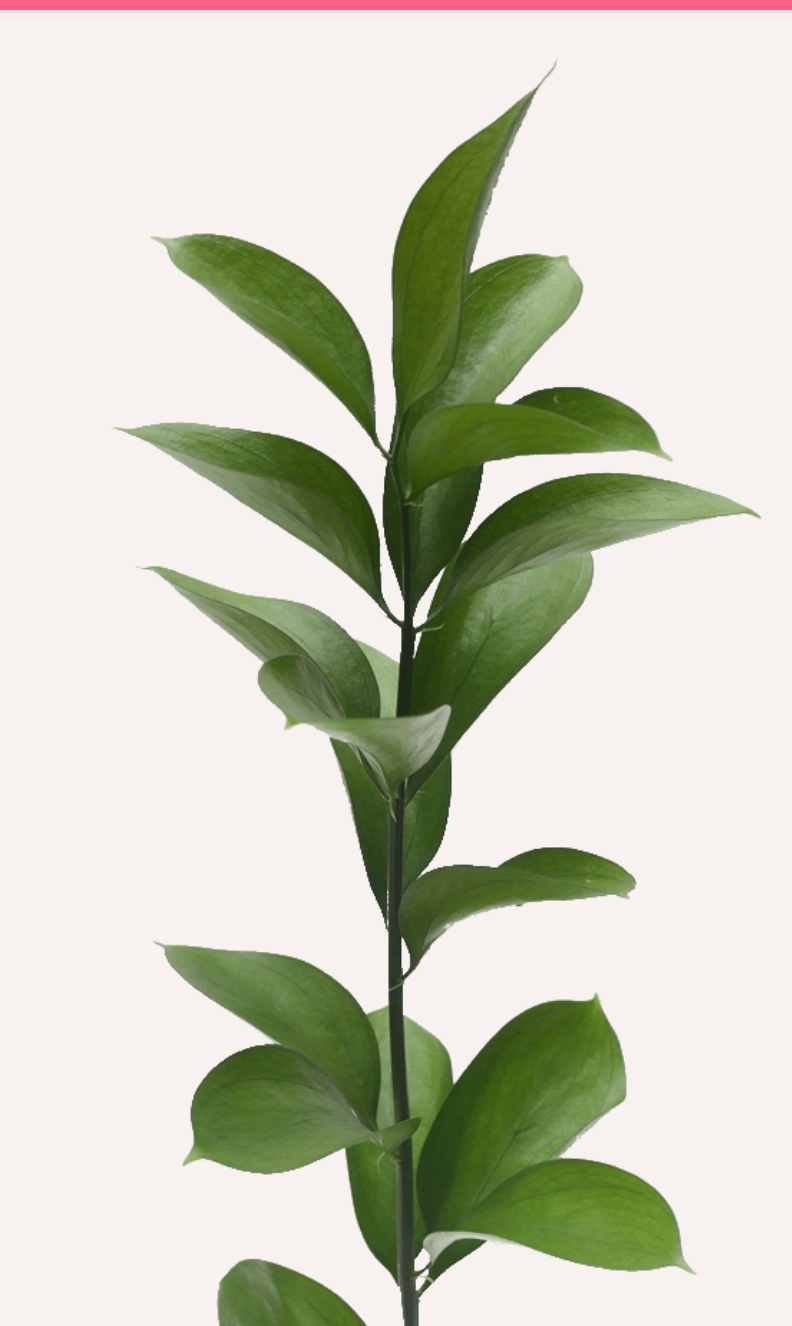 Ruscus israeli / Bunch 12-15 Tallos.