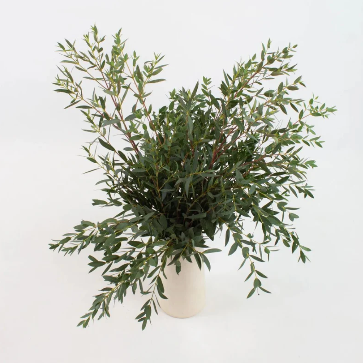 Parvifolia / Bunch 12-15 Tallos.