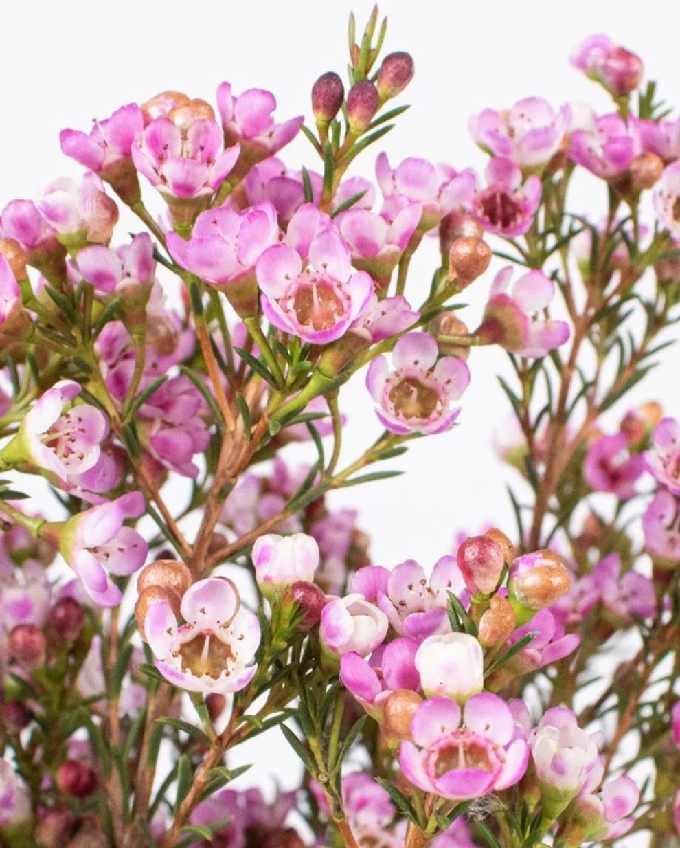 Wax Flower Rosa / Bunch 12-15 Tallos.