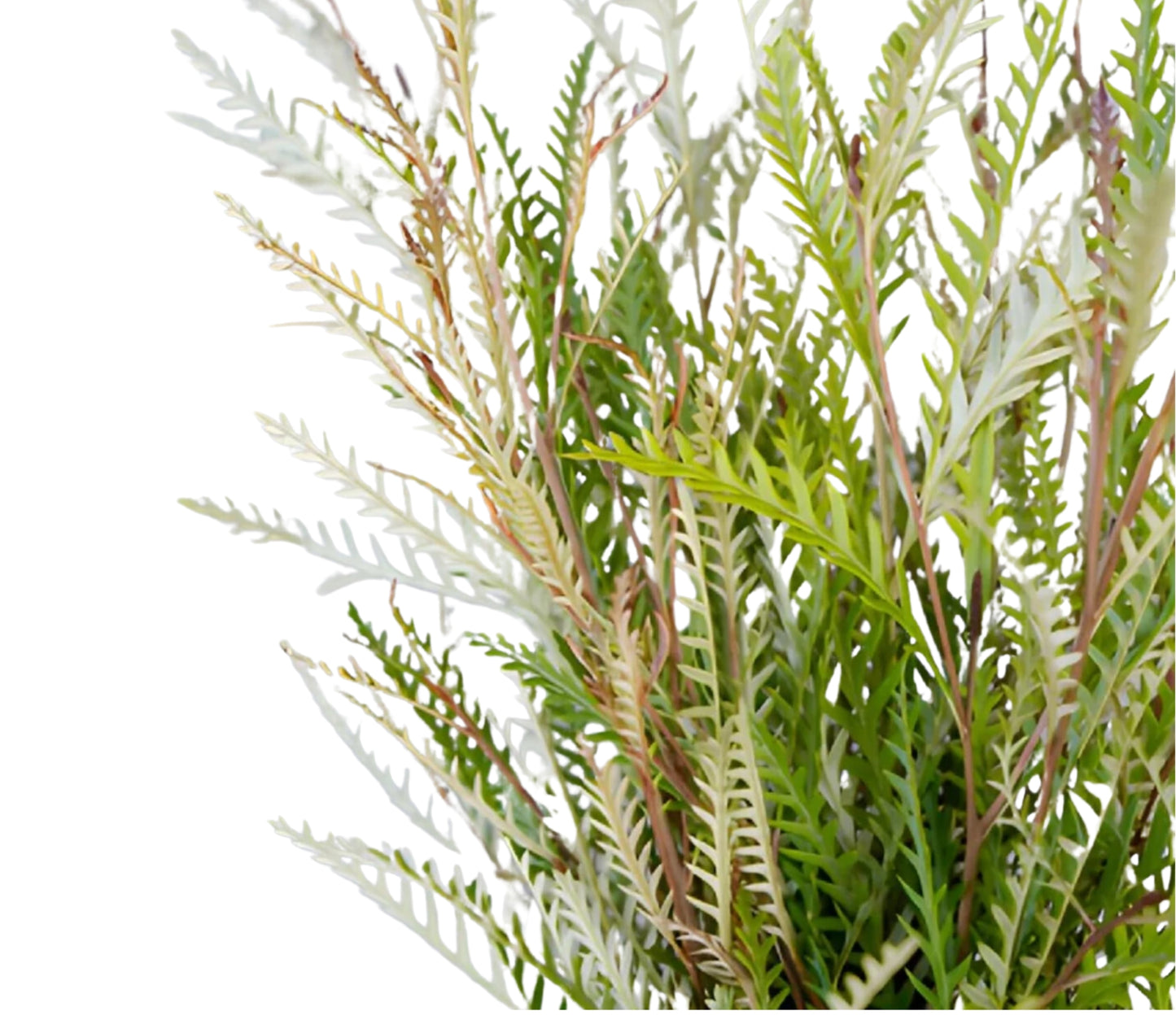 Grafilia- Grevillea / Bunch 12-15 Tallos.
