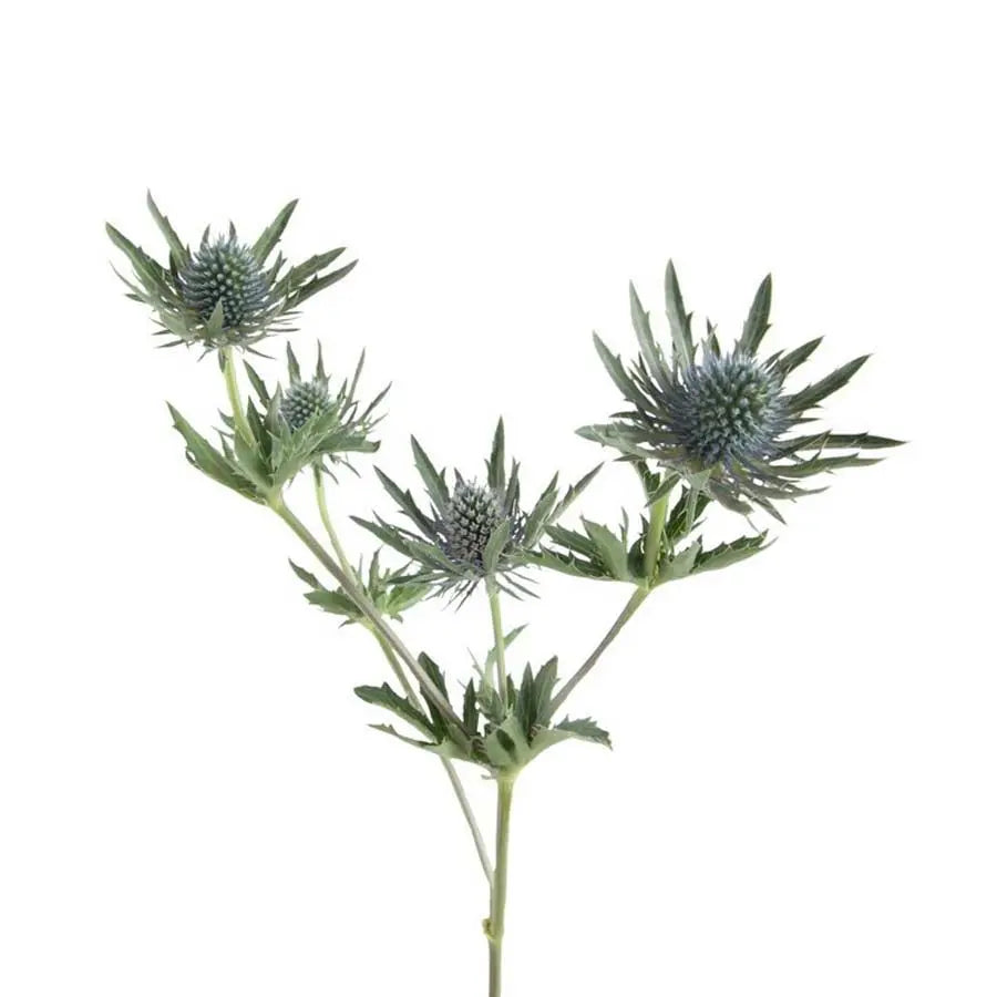 Eryngium Bunch