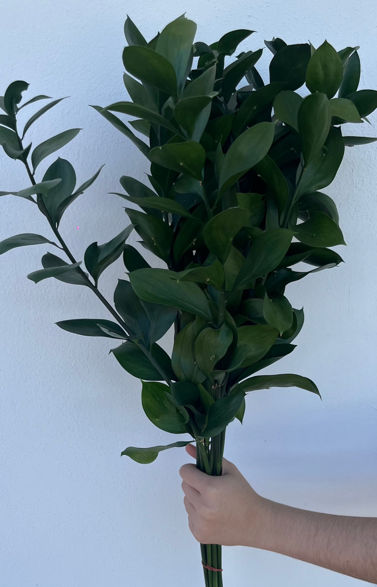 Ruscus israeli / Bunch 12-15 Tallos.