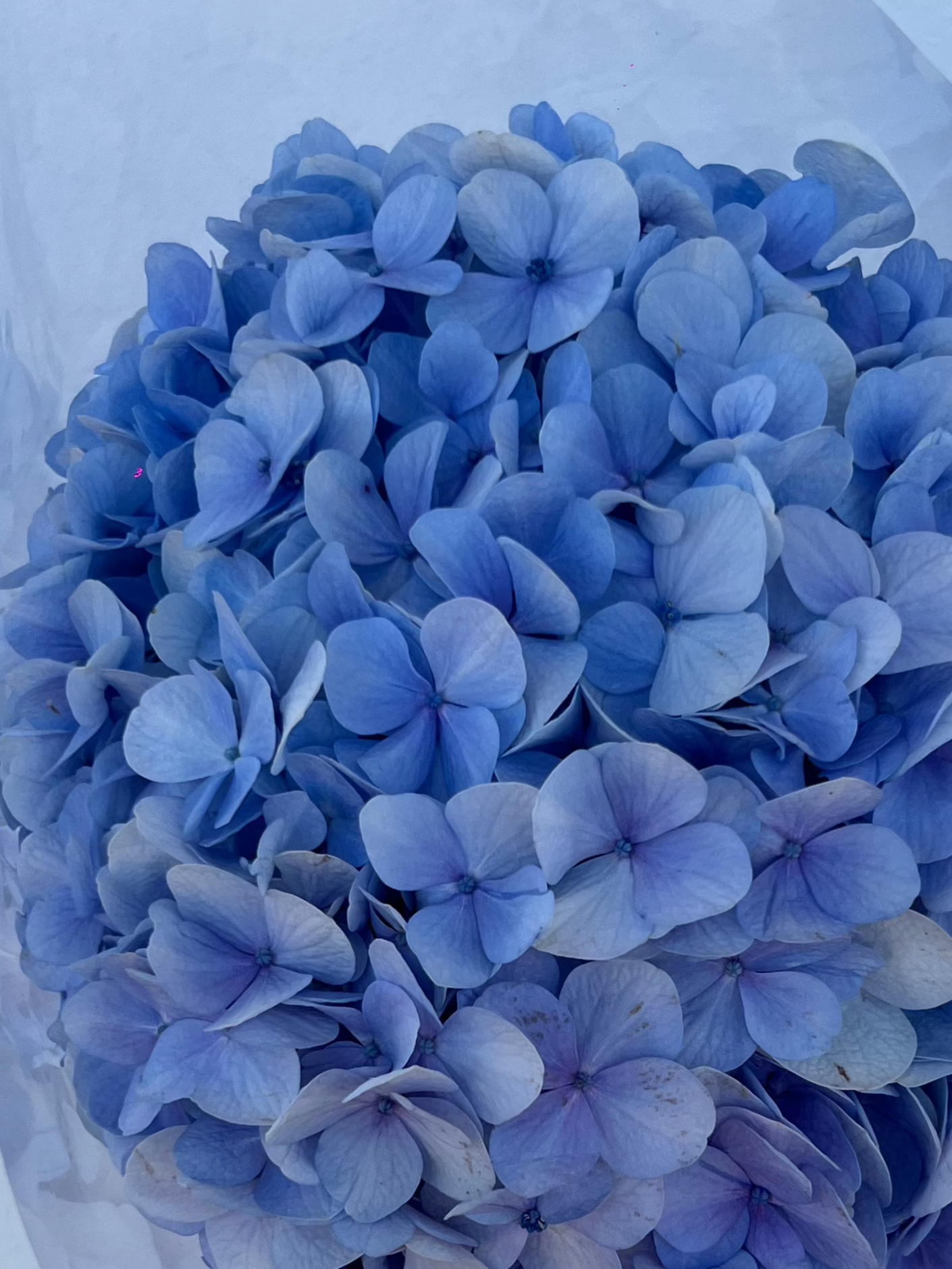 Hortencia Hydrangea Azul / 1 - Tallo