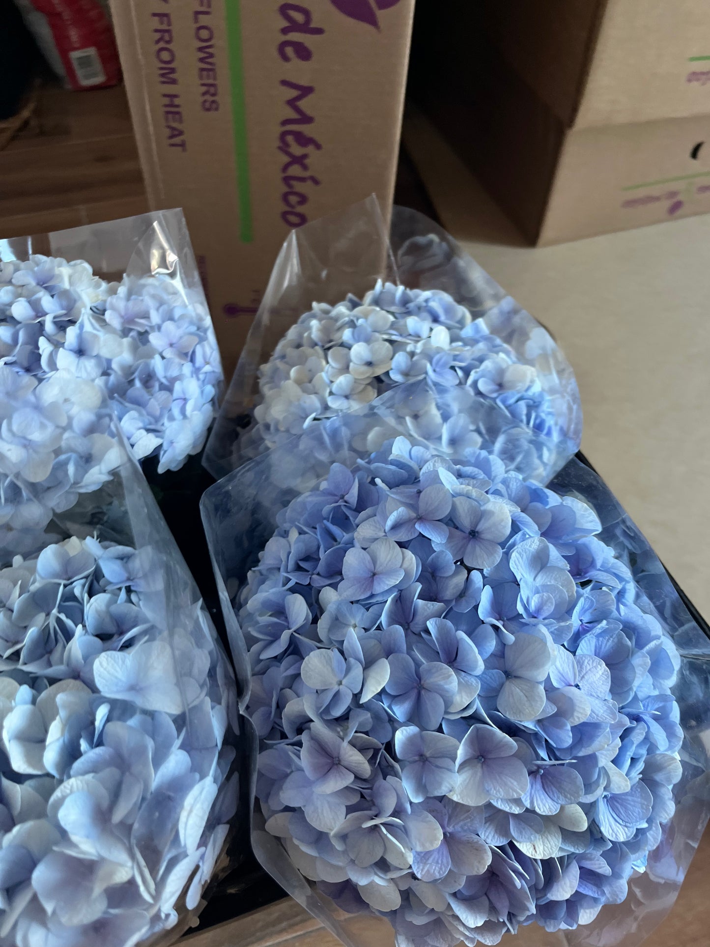 Hortencia Hydrangea Azul / 1 - Tallo