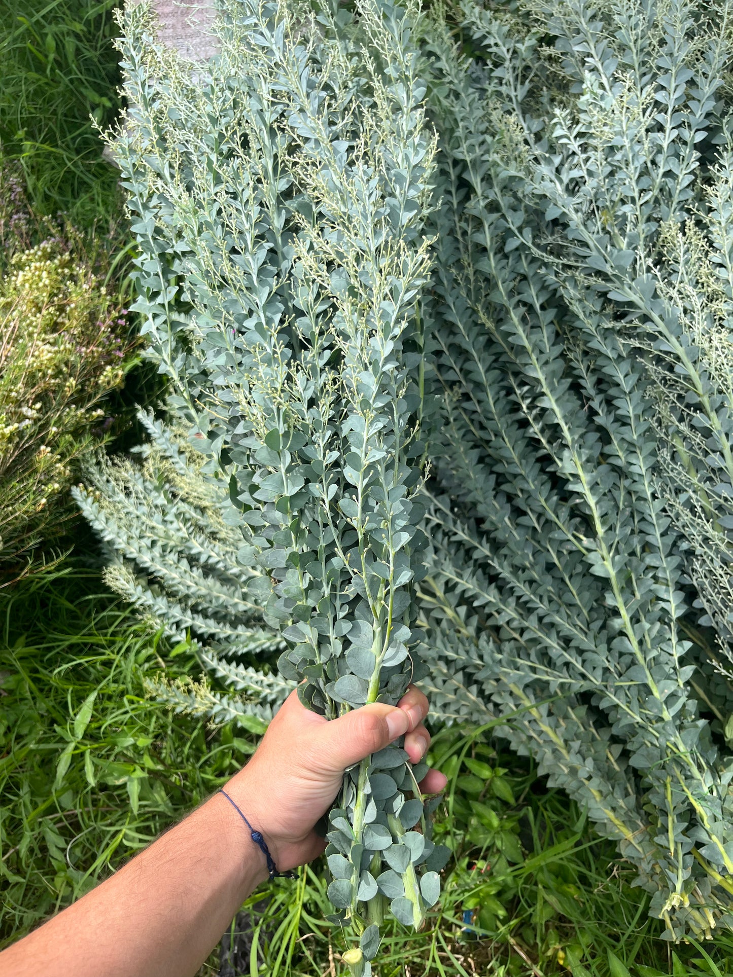 Acacia picuda/ Bunch 12-15 Tallos.