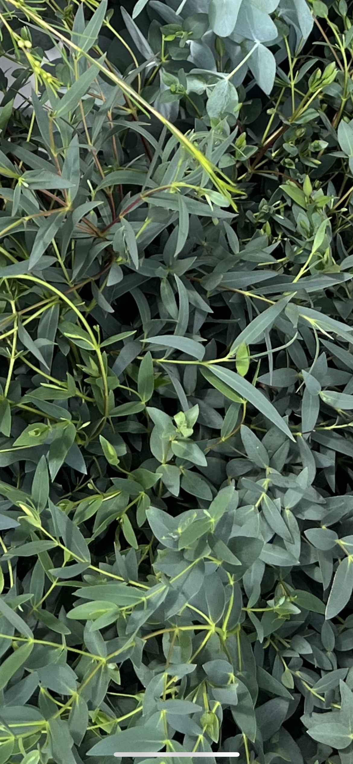 Parvifolia / Bunch 12-15 Tallos.