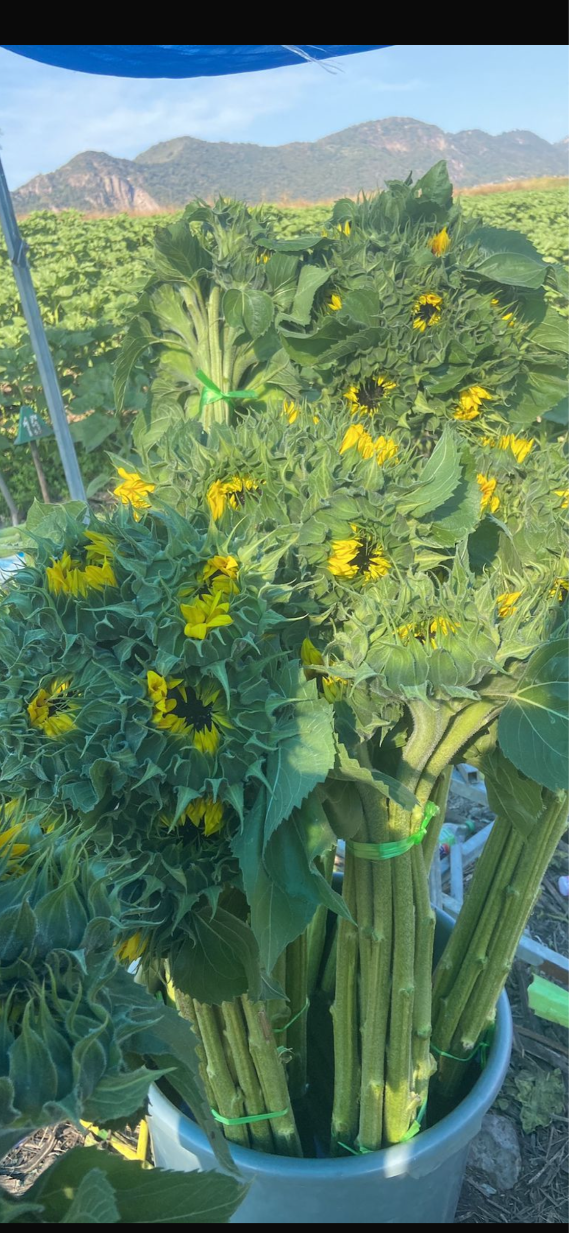 Girasol bunch / 10 tallos