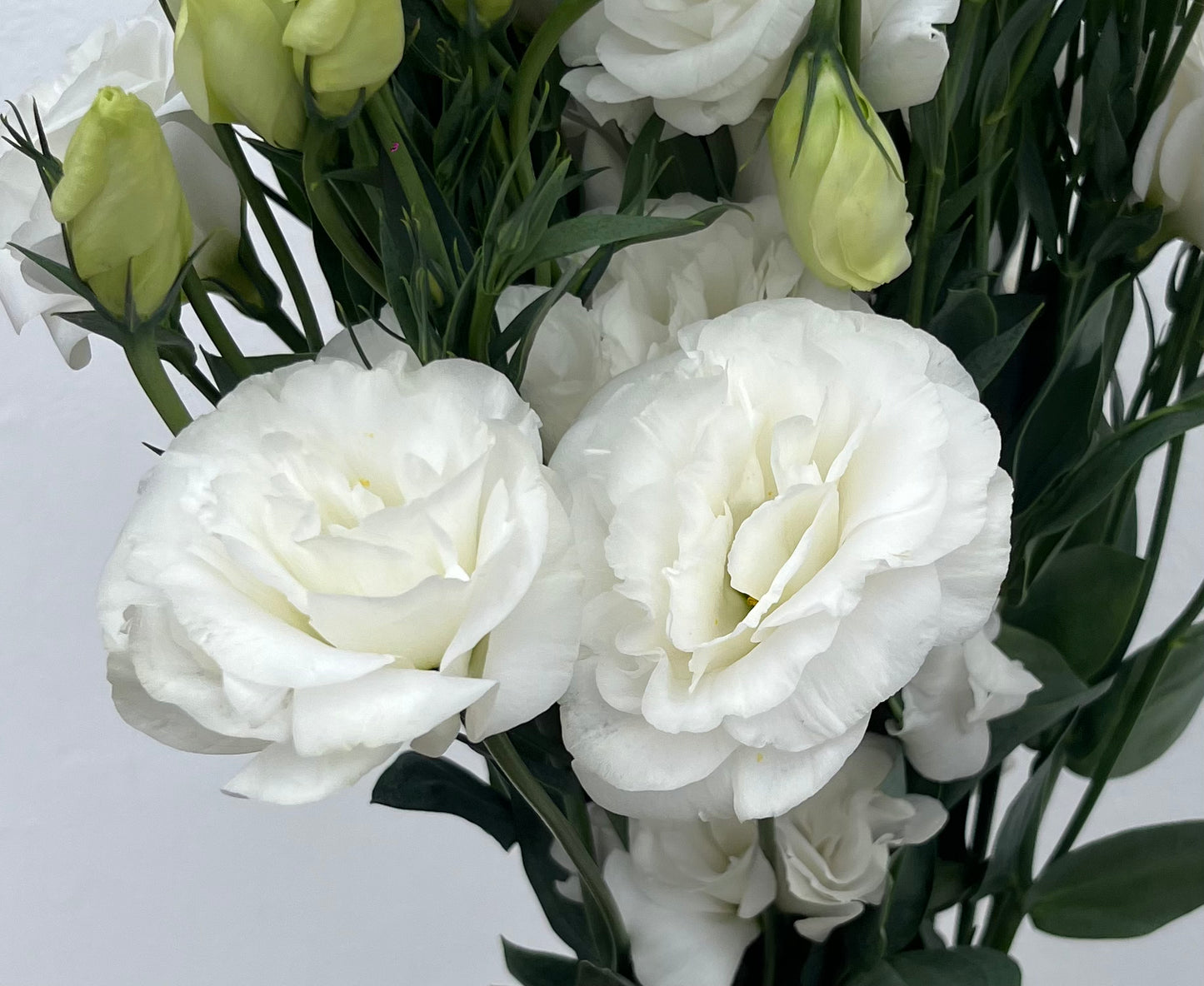 Lisianthus Blanco / Bunch 10 Tallos.