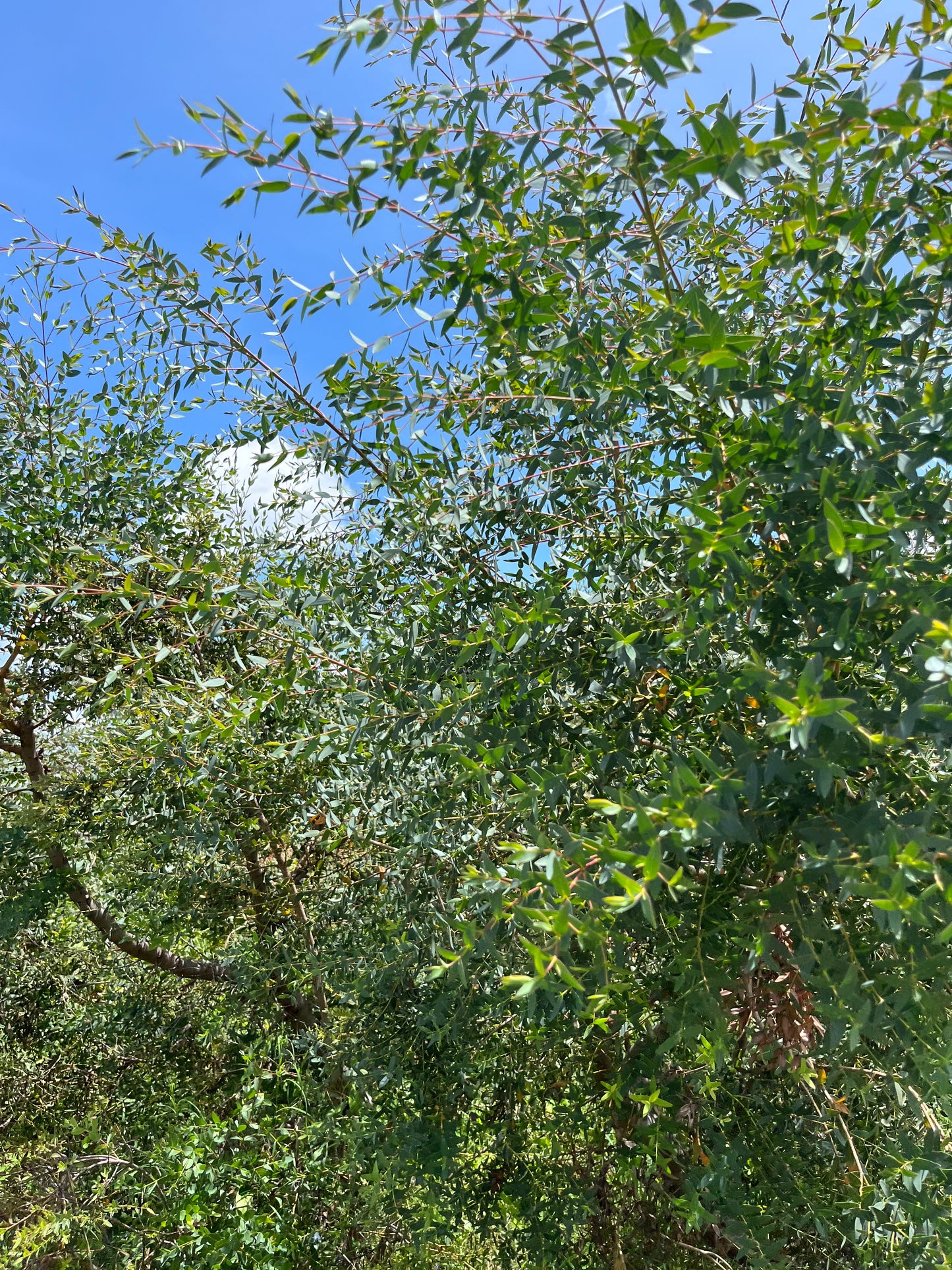 Parvifolia / Bunch 12-15 Tallos.