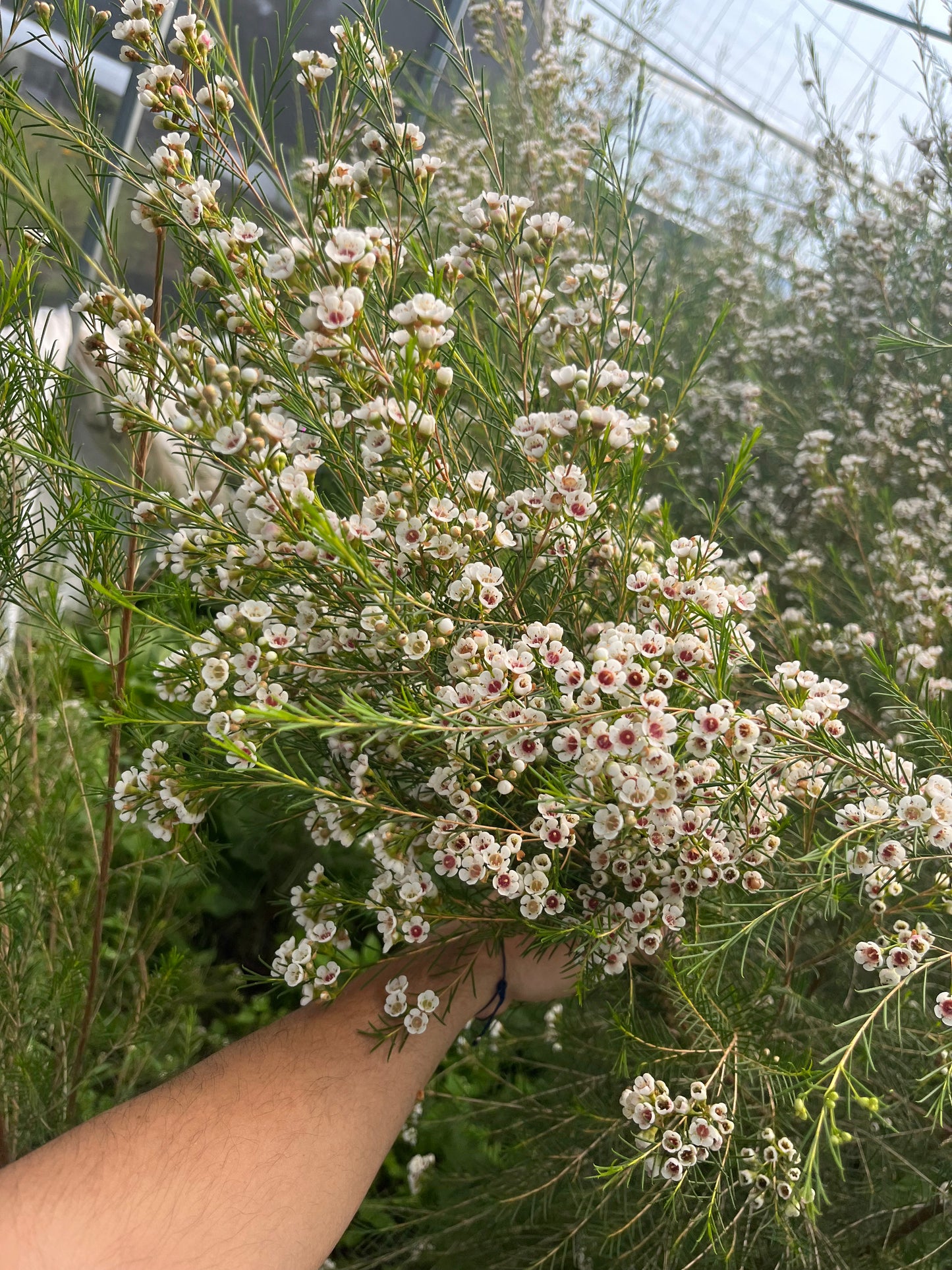 Wax Flower Blanco / Bunch 12-15 Tallos.