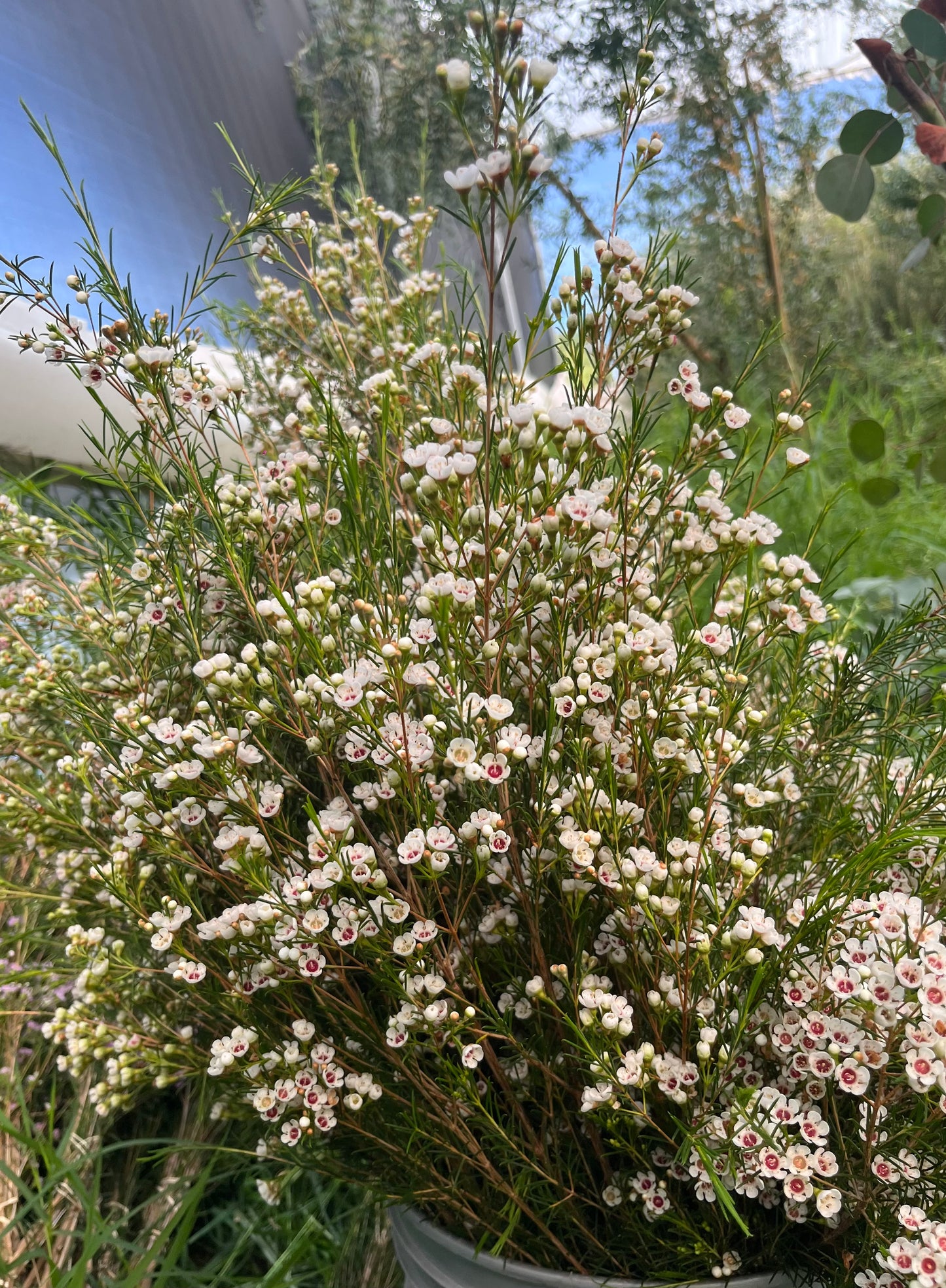 Wax Flower Blanco / Bunch 12-15 Tallos.