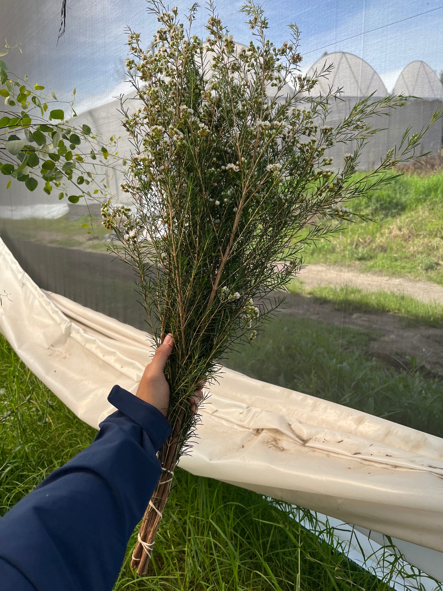 Wax Flower Blanco / Bunch 12-15 Tallos.