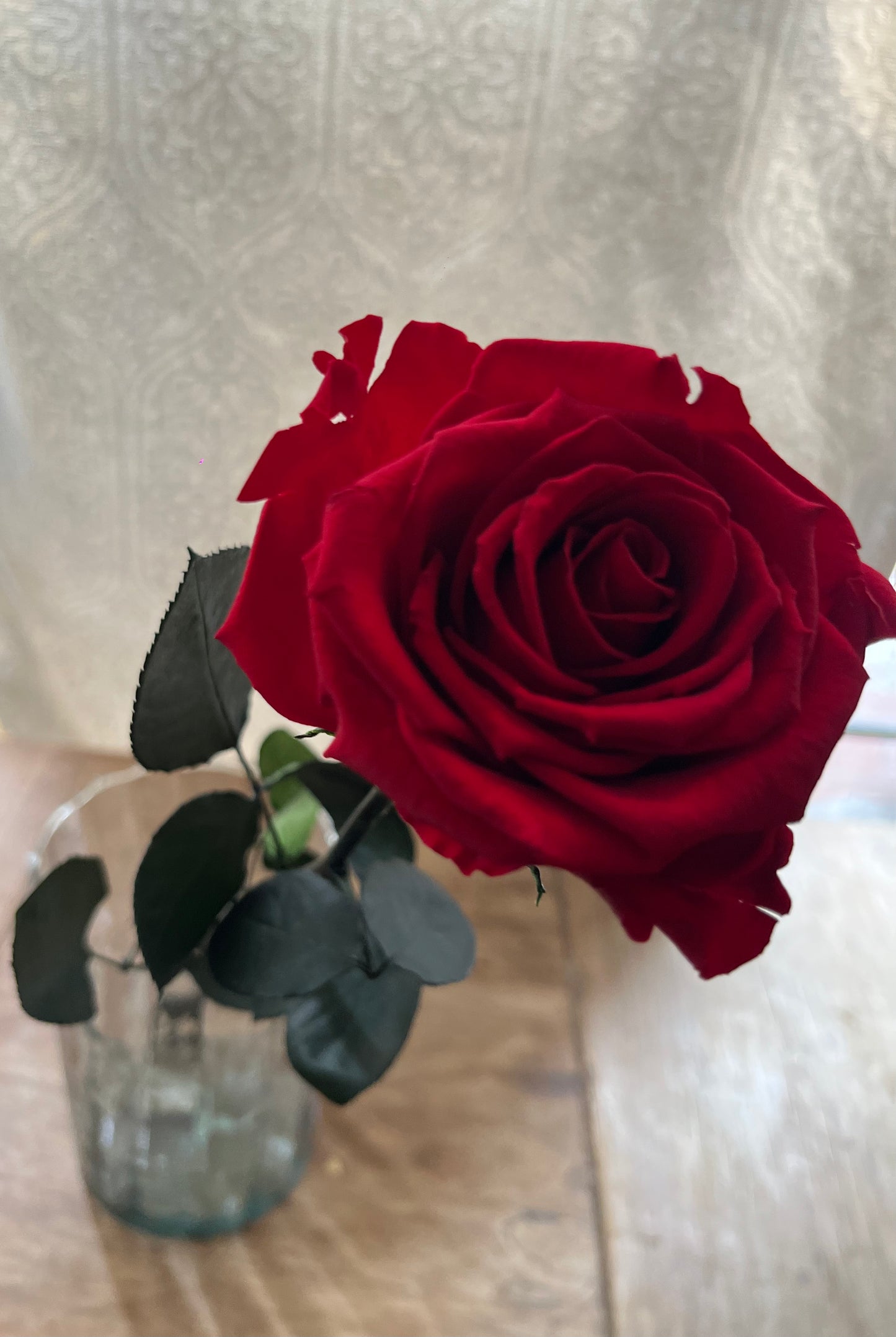 Rosa Preservada - San Miguel Roses