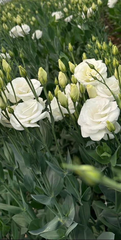 Lisianthus Blanco / Bunch 10 Tallos.