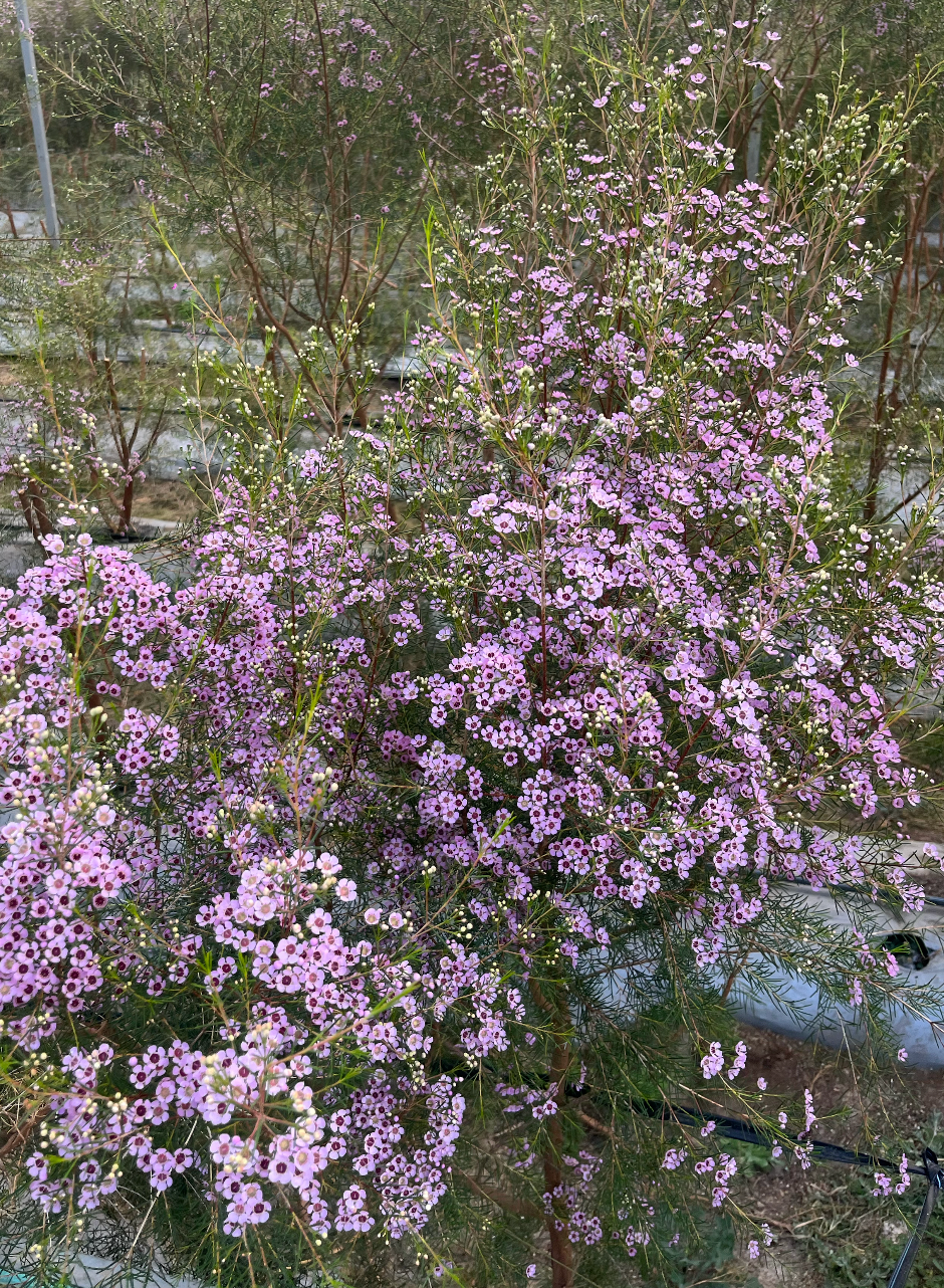 Wax Flower Rosa / Bunch 12-15 Tallos.