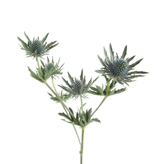 Eryngium Bunch