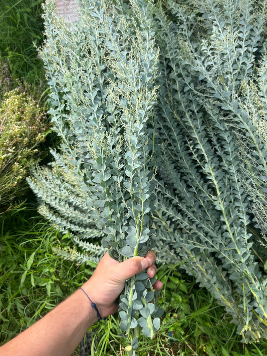 Acacia picuda/ Bunch 12-15 Tallos.