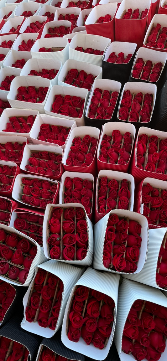 Rosas / Paquete 24 Tallos / Variedad de colores.