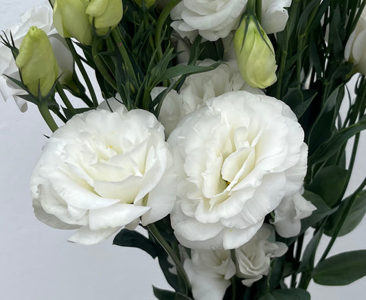 Lisianthus Blanco / Bunch 10 Tallos.