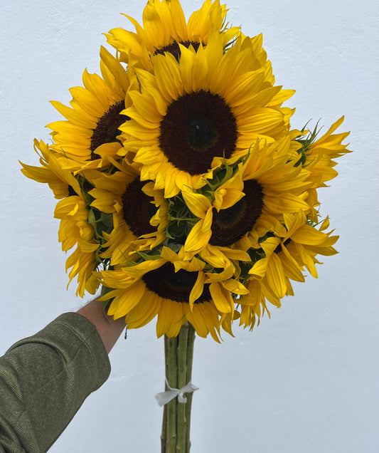 Girasol bunch / 10 tallos