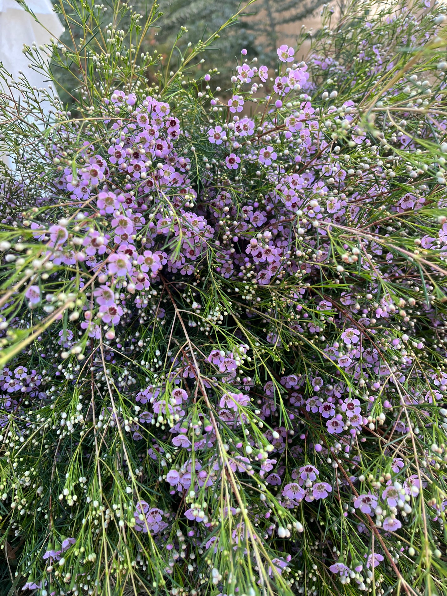 Wax Flower Rosa / Bunch 12-15 Tallos.