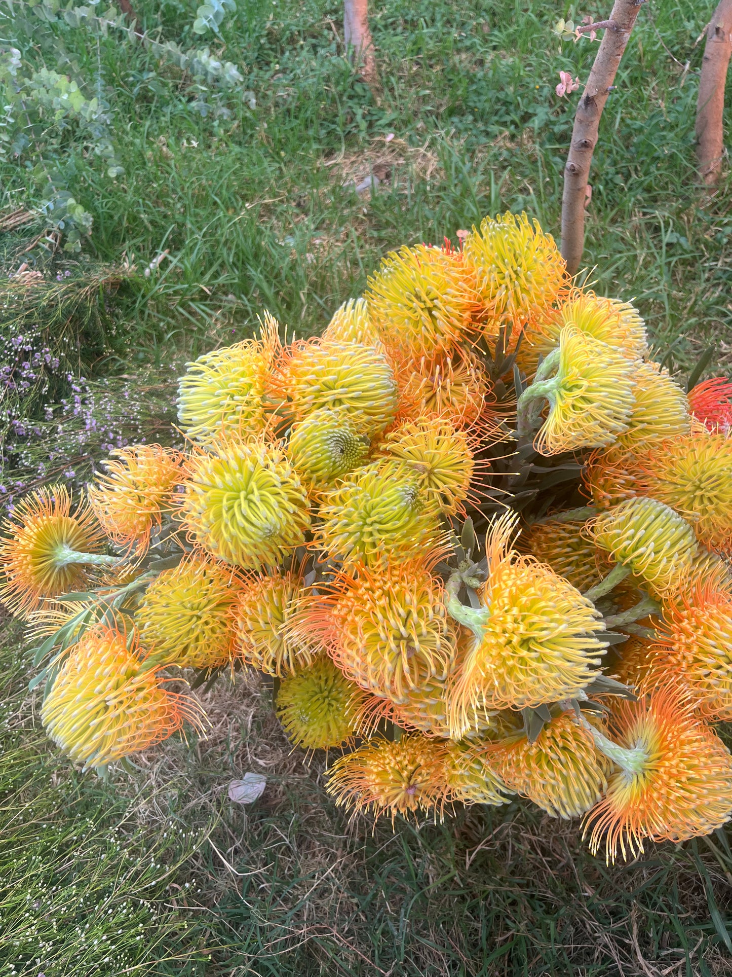 LEUCOSPERMUM Stem/ Pieza