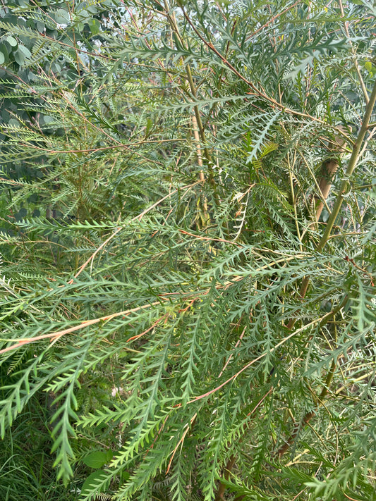 Grafilia- Grevillea / Bunch 12-15 Tallos.