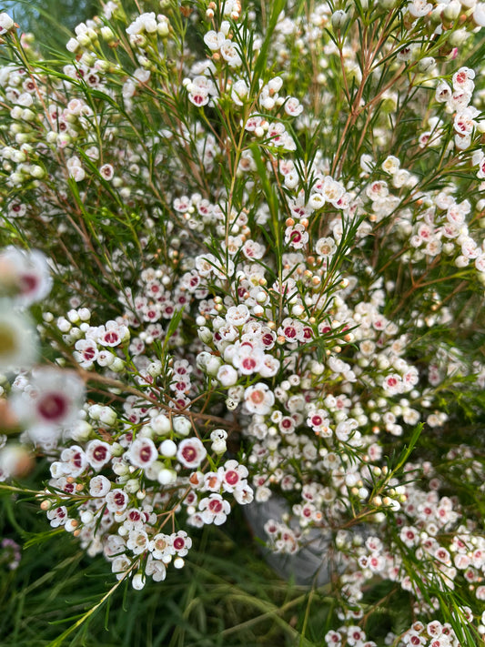 Wax Flower Blanco / Bunch 12-15 Tallos.
