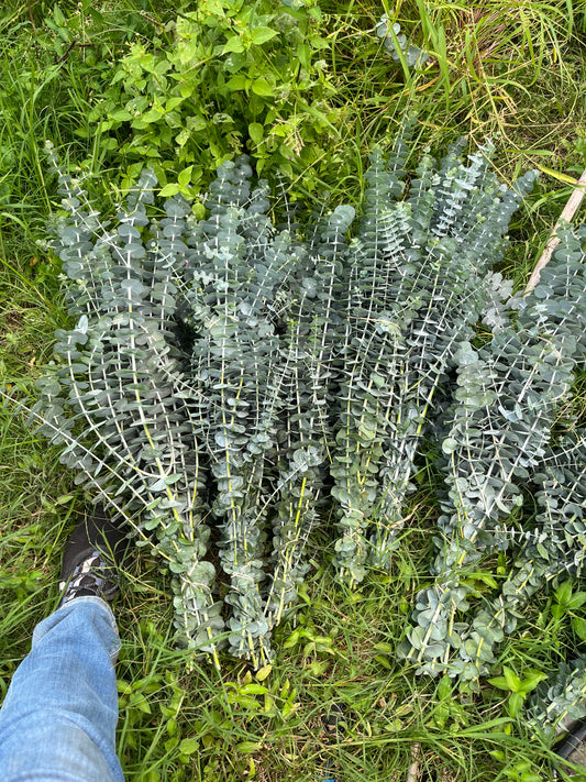 Mini Dolar / Bunch 12-15 Tallos.